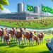 Bezerros geneticamente editados nascem pela primeira vez no Brasil
