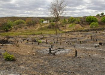 COP30 quer avançar em acordo para fim do desmatamento, diz secretário do Meio Ambiente