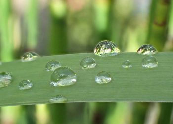 Meio ambiente pode servir de inspiração para a criação de produtos e resolução de problemas