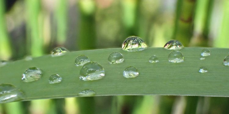Meio ambiente pode servir de inspiração para a criação de produtos e resolução de problemas