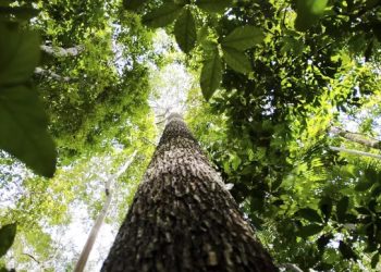 Para marcar Dia Mundial do Meio Ambiente, governo federal cria três novas unidades de conservação