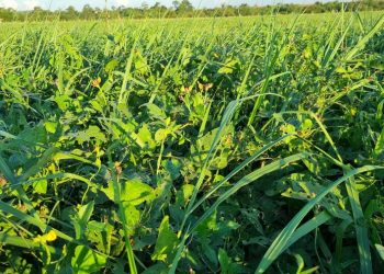 Workshop mostra resultados da integração lavoura-pecuária e discute carbono no sistema agropecuário