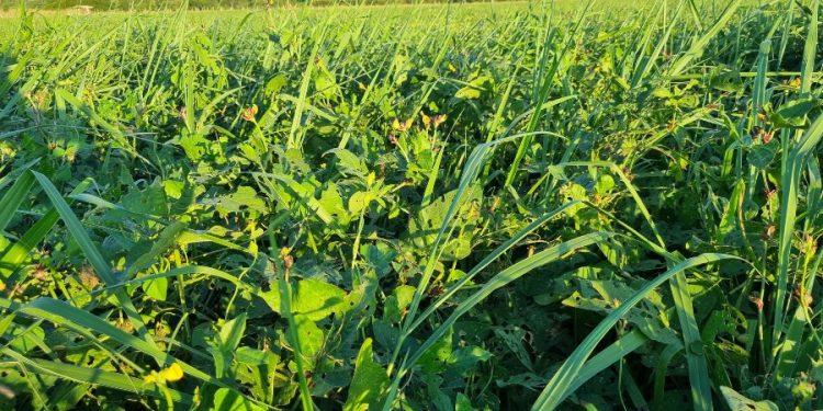 Workshop mostra resultados da integração lavoura-pecuária e discute carbono no sistema agropecuário