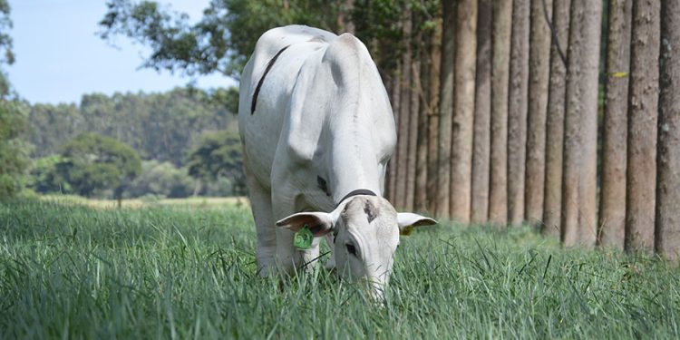 Sistema com árvores neutraliza emissões de metano de mais de dois bovinos por hectare