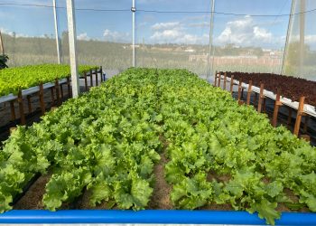 Noite de Campo apresenta vantagens do cultivo protegido de hortaliças