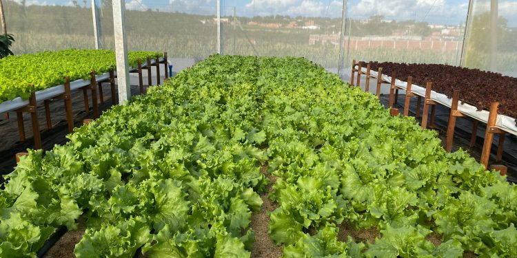 Noite de Campo apresenta vantagens do cultivo protegido de hortaliças