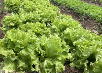 Probióticos usados em frangos ajudam a acelerar o crescimento de alface