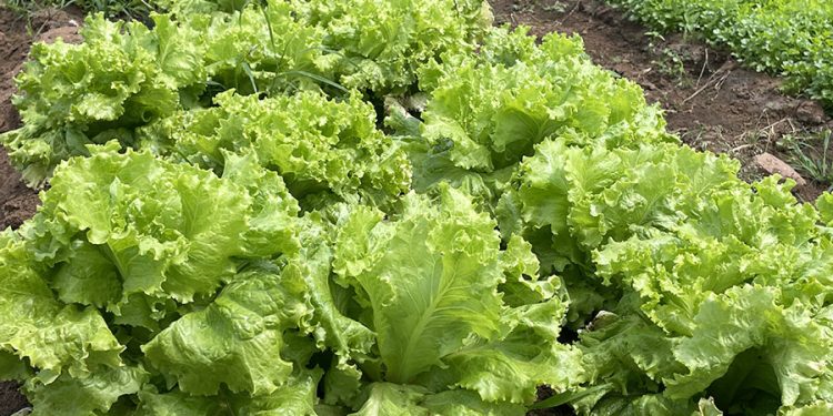 Probióticos usados em frangos ajudam a acelerar o crescimento de alface