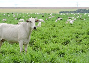 Sistemas integrados elevam produção de grãos e armazenam mais carbono no solo no Matopiba