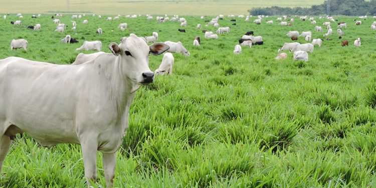Sistemas integrados elevam produção de grãos e armazenam mais carbono no solo no Matopiba