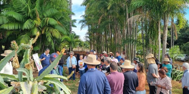 Tecnologia e boas práticas impulsionam cultivo da pitaya no DF