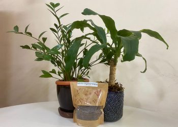 Fertilizante sustentável da Embrapa mira consumidor urbano com plantas em casa