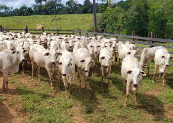 Criação de bezerros no Acre precisa se modernizar para garantir sustentabilidade da pecuária