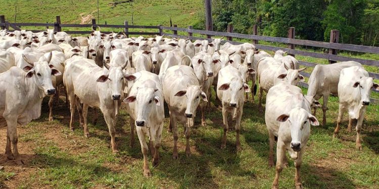 Criação de bezerros no Acre precisa se modernizar para garantir sustentabilidade da pecuária