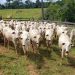 Criação de bezerros no Acre precisa se modernizar para garantir sustentabilidade da pecuária