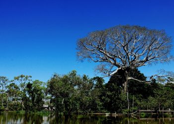 Embrapa e parceiros discutem desafios climáticos da Amazônia em evento pré-COP