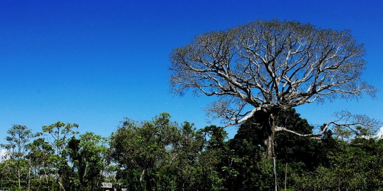 Embrapa e parceiros discutem desafios climáticos da Amazônia em evento pré-COP