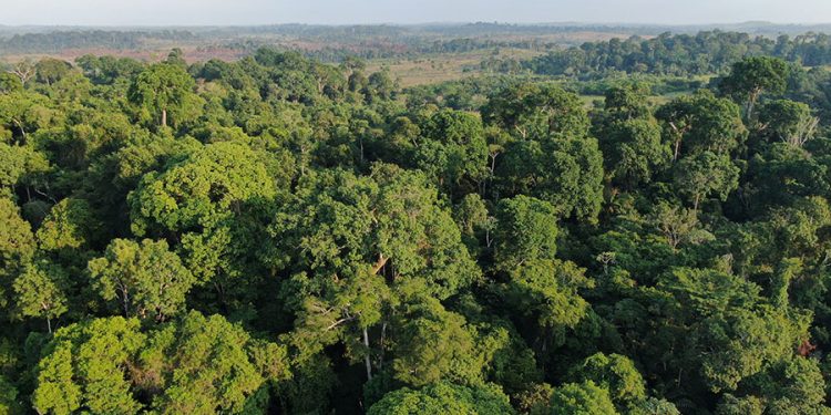 Amazônia ganha centro para apoiar a recuperação de áreas desmatadas e degradadas