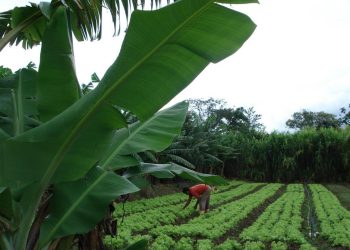 Produção orgânica e agroecologia cresce em Campinas e se consolida como alternativas sustentáveis no campo