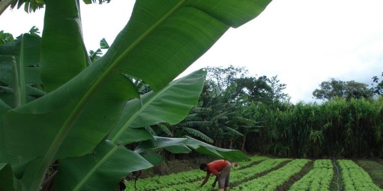 Produção orgânica e agroecologia cresce em Campinas e se consolida como alternativas sustentáveis no campo