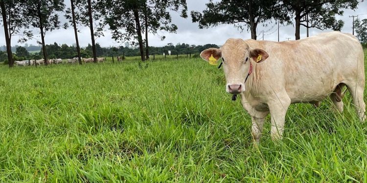 Projeto em rede para diagnóstico e monitoramento de pastagens é aprovado pela FAPESP