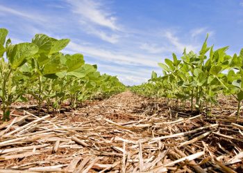Congresso Brasileiro de Soja debaterá 100 anos de soja no Brasil vislumbrando o amanhã