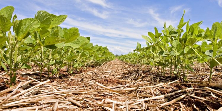 Congresso Brasileiro de Soja debaterá 100 anos de soja no Brasil vislumbrando o amanhã