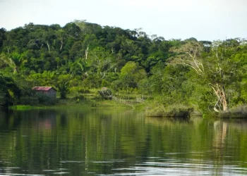 Green tech alerta para falsidades no mercado de compensação de carbono