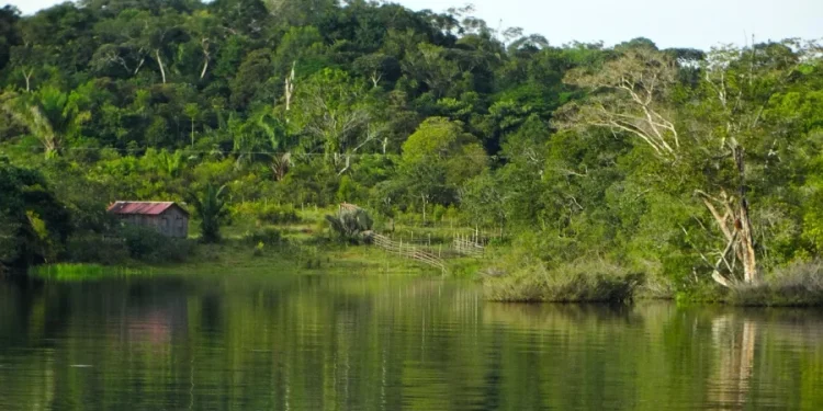 Green tech alerta para falsidades no mercado de compensação de carbono