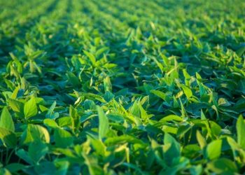 Alguns desafios pautam mercado da soja
