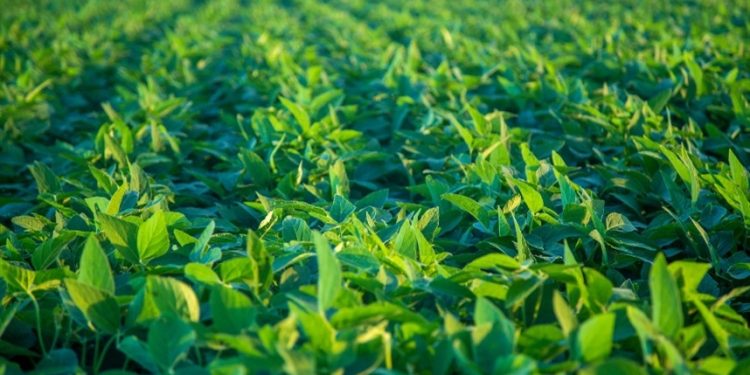 Alguns desafios pautam mercado da soja