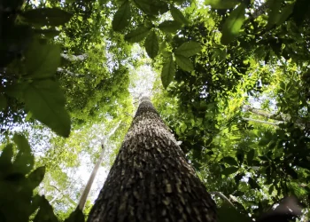 Potencial de crédito de carbono na Amazônia Legal passa de US$ 10 bi
