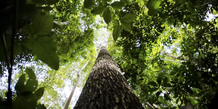 Potencial de crédito de carbono na Amazônia Legal passa de US$ 10 bi