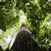 Potencial de crédito de carbono na Amazônia Legal passa de US$ 10 bi