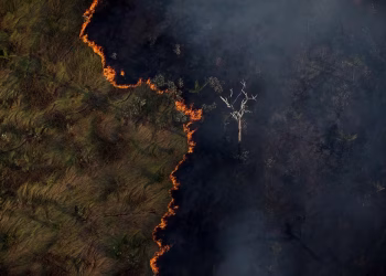 Financiar a conservação da Amazônia é política climática global
