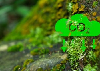 Mercado de carbono avança no Brasil e exige adaptações após nova regulamentação