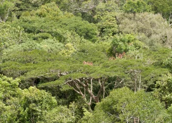 Com mais secas, Amazônia perde circulação de água e estoque de carbono
