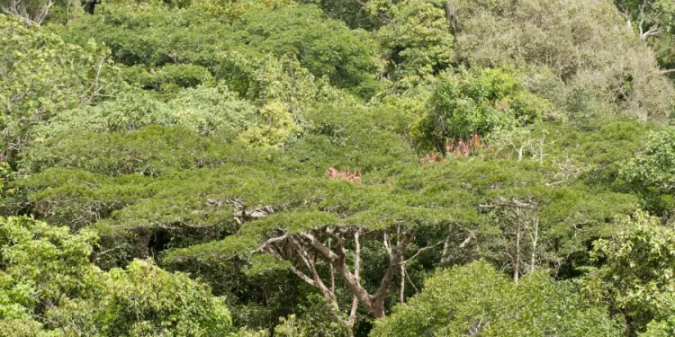 Com mais secas, Amazônia perde circulação de água e estoque de carbono