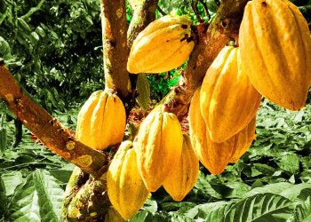 Projeto pretende reflorestar com cacau mais de 12 mil hectares na Amazônia e na Mata Atlântica
