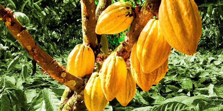 Projeto pretende reflorestar com cacau mais de 12 mil hectares na Amazônia e na Mata Atlântica