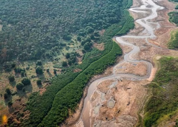 COP30: Secas severas na Amazônia ameaçam coração climático do Planeta