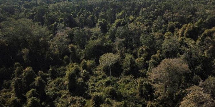 China Vai Investir em Fundo de Florestas Proposto Pelo Brasil