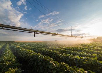 COP30: Agricultura regenerativa pode gerar crédito de carbono