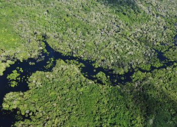 Sandbox regulatório e COP30: país está pronto para testar futuro da descarbonização?