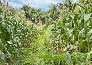 Roça Sustentável aumenta a produtividade da agricultura familiar no Maranhão