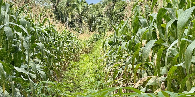 Roça Sustentável aumenta a produtividade da agricultura familiar no Maranhão