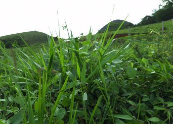 Novo bioinsumo melhora a produtividade e a qualidade de diferentes tipos de pastagens