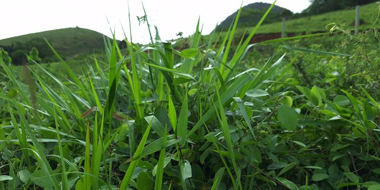 Novo bioinsumo melhora a produtividade e a qualidade de diferentes tipos de pastagens
