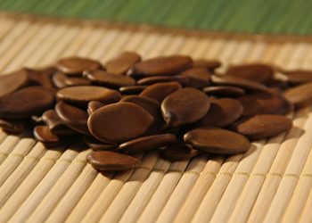 Estudo aponta onde e com quais espécies reflorestar a Amazônia com base na ciência