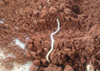 Cientistas propõem observatório global unificado para monitorar biodiversidade do solo